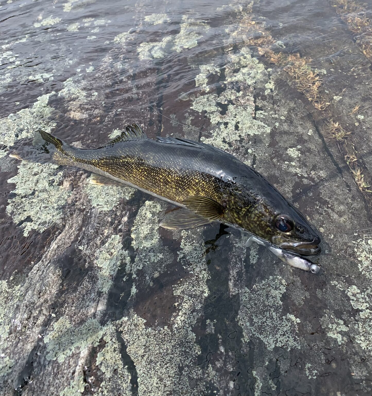 Best Snap Jigging Rod For Walleye