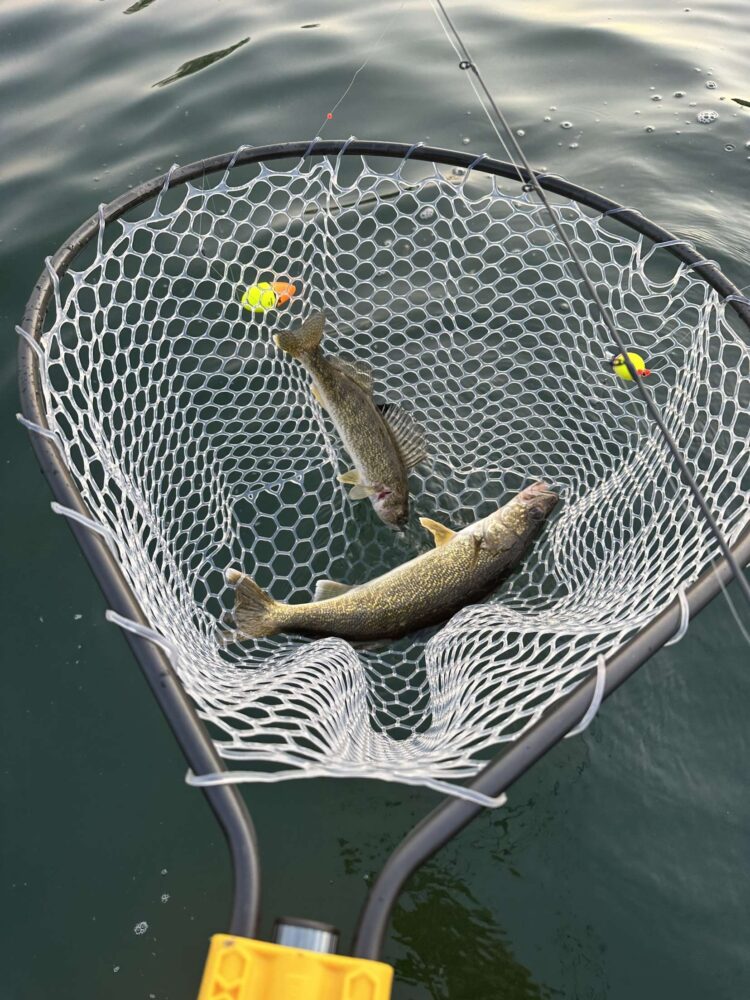 Top 5 Live Bait Walleye Rigs You NEED to Try